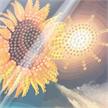 Crystal Art Card Kit Soulful Sunflower 18 x 18 cm | Bild 4