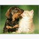 Diamond Painting Dackel mit Katze 30 x 40 cm mit Rahmen