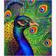 Diamond Painting Set DP238505 Peacock 40 x 50 cm