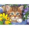 Diamond Painting Set MR12394 Cat 15 x 25 cm