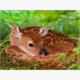 Diamond Painting Set OD2108 Deer 50 x 40 cm