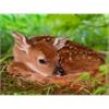 Diamond Painting Set OD2108 Deer 50 x 40 cm