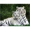 Diamond Painting weisse Tiger 30 x 40 cm mit Rahmen