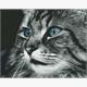 ideyka AMO7389 Diamond Painting - Katze mit Rahmen 40 x 50 cm