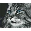 ideyka AMO7389 Diamond Painting - Katze mit Rahmen 40 x 50 cm