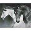 ideyka AMO7421 Diamond Painting - Schwarz und Weiss mit Rahmen 40 x 50 cm