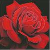 ideyka AMO7634 Diamond Painting - Rote Rose mit Rahmen 40 x 40 cm