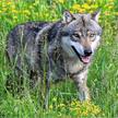 Ravensburger Puzzle 01606 Wolf im Natur- und Tierpark Goldau | Bild 2