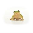 schleich® Wild Life 14882 Europäischer Laubfrosch | Bild 4